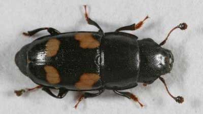 Picnic beetles are a type of sap beetle
