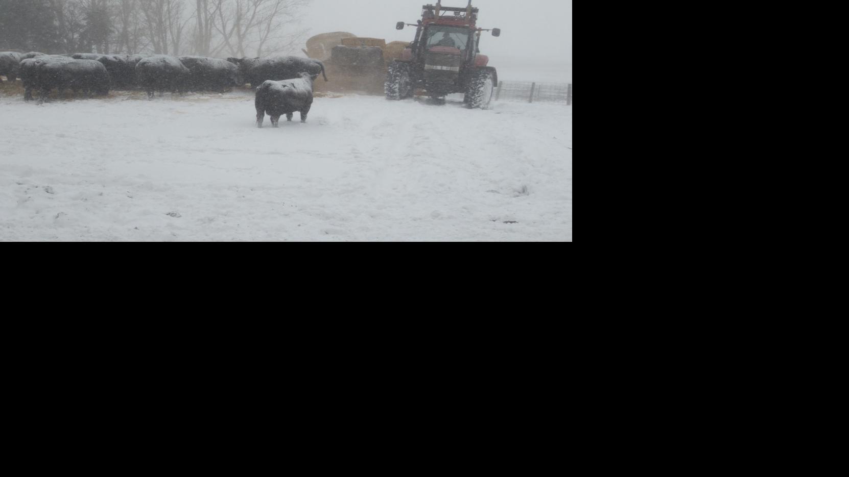Tips for your winter feeding program Livestock