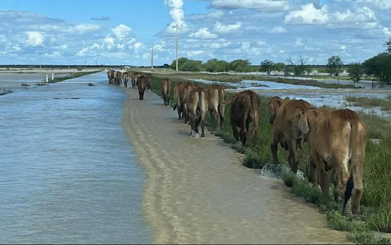 Cattle in flood