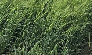 Ndsu Releases New Varieties For Several Crops State Regional