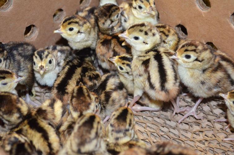 Wolff's Bellefontaine Farms hatch pheasants and chukar partridges