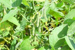 Soybean market the ‘odd’ one among commodities