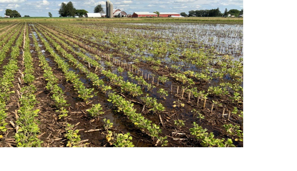 Flooded soybean field