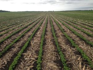 Compare tillage methods at UofM’s Strip-Till Expo
