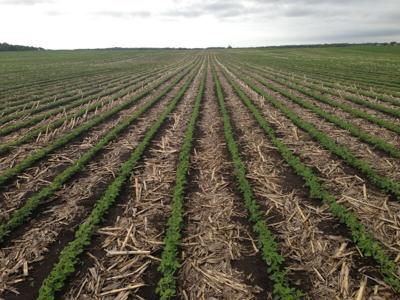 Strip till