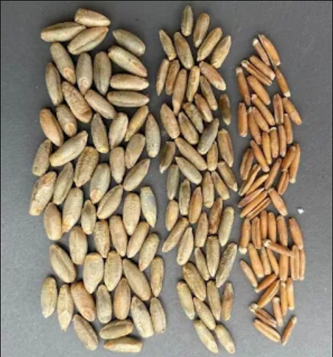 Seeds