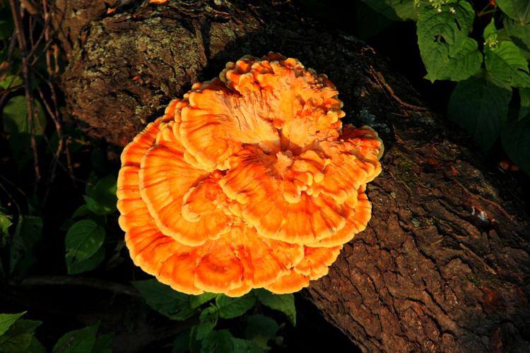 Mushroom