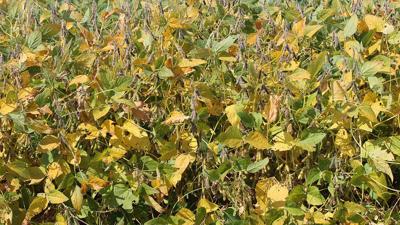 Yellow soybean leaves