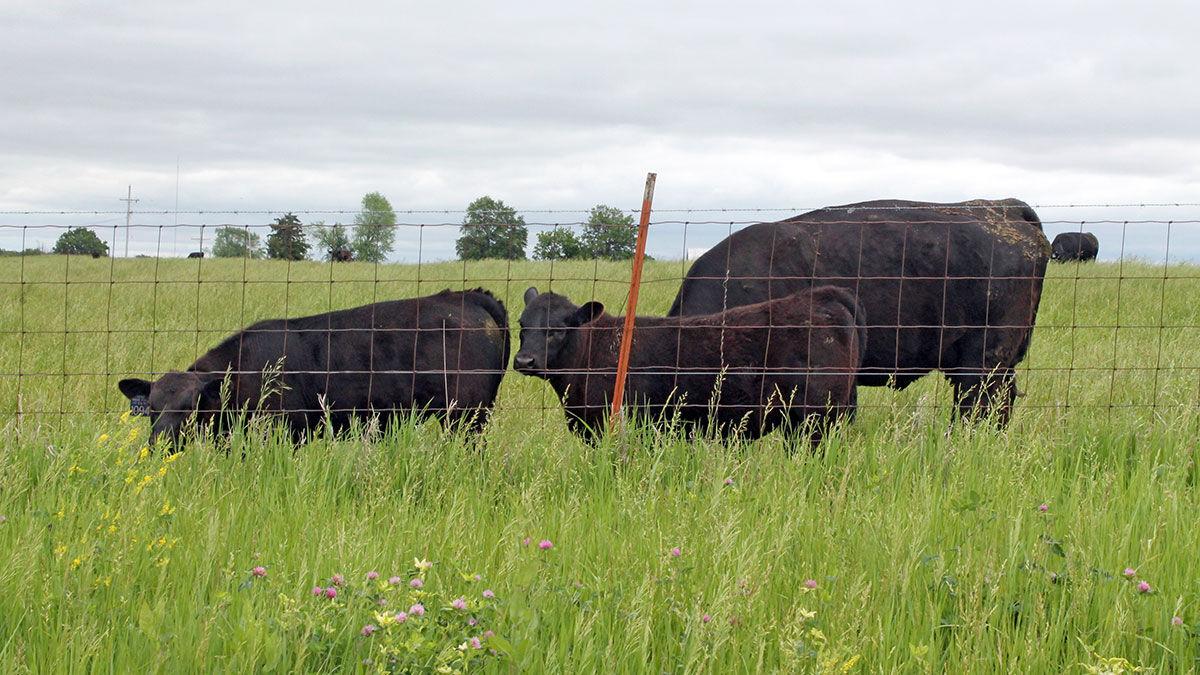 Livestock policy