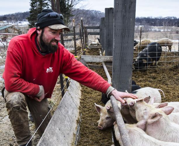 Jeremy Lynch with pigs