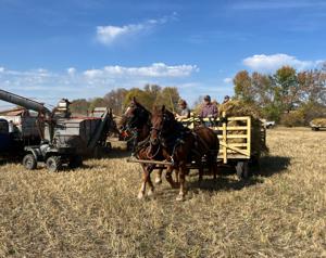 Horses delivering oat bundles