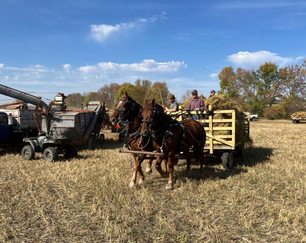 Horses delivering oat bundles