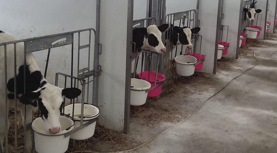 Kellercrest’s innovative Cozy Calf Care Center