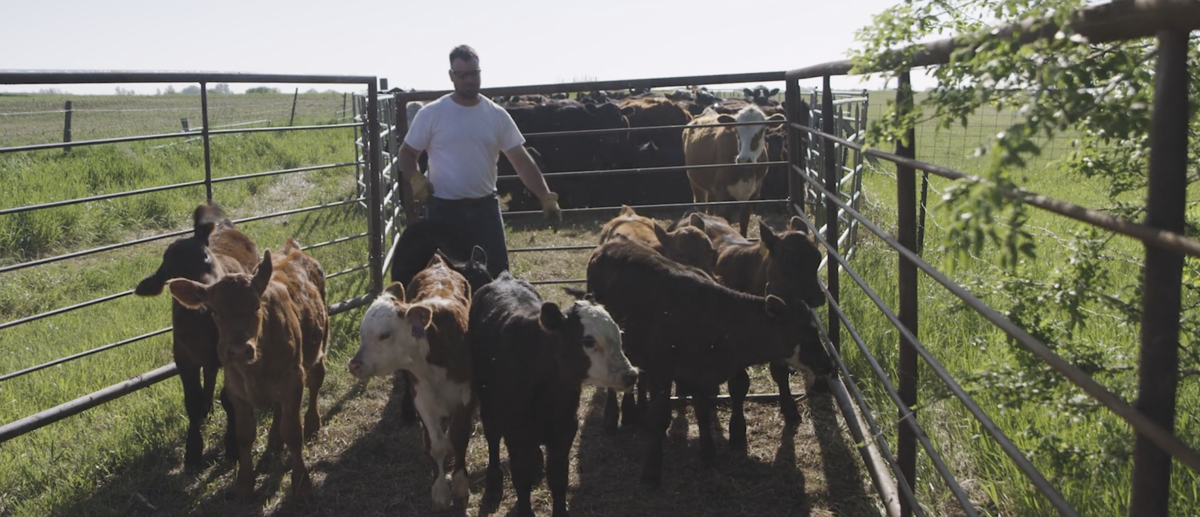 What are alternative forage options for beef cattle producers during a  drought?, Illinois Extension