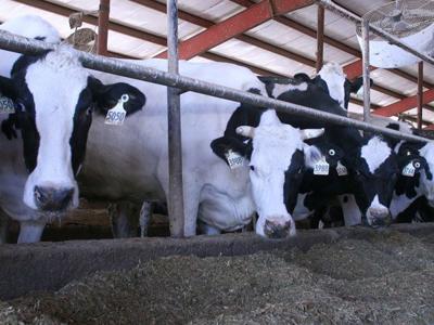 Gene editing points toward new method of dehorning dairy cows