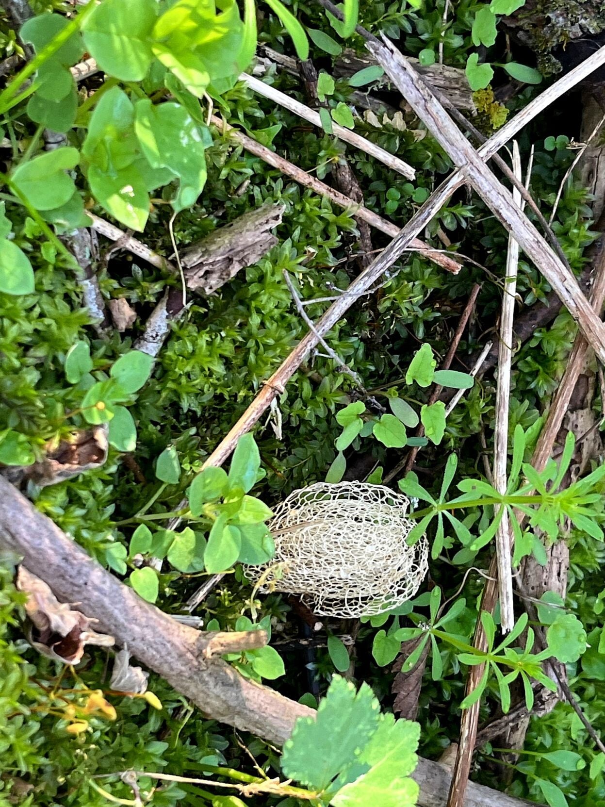 Wild cucumber