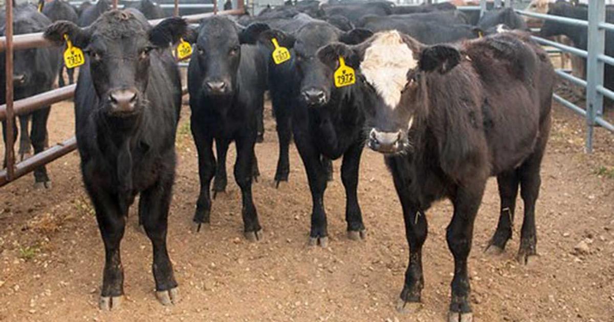 Current slaughter cow prices driven by lean beef trimmings
