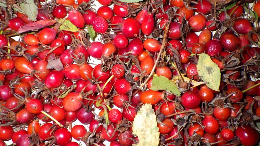 Rose hips