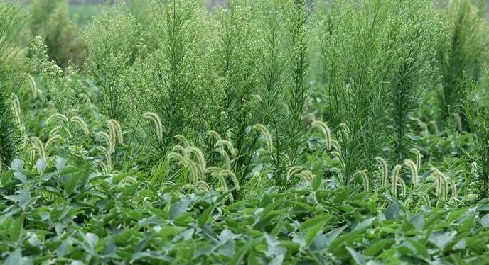 Weed growth