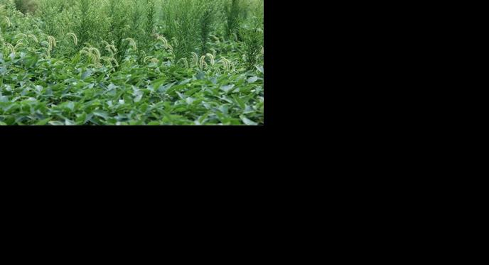 Weed growth