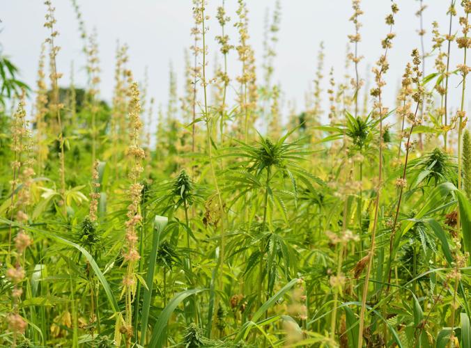 Hemp crop