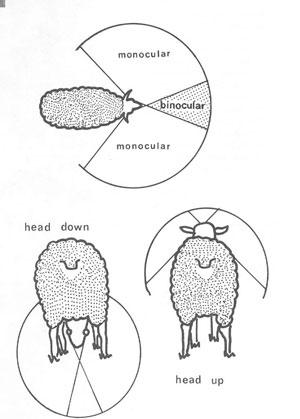 Sheep-handling can be low stress—on both the sheep and shepherd 