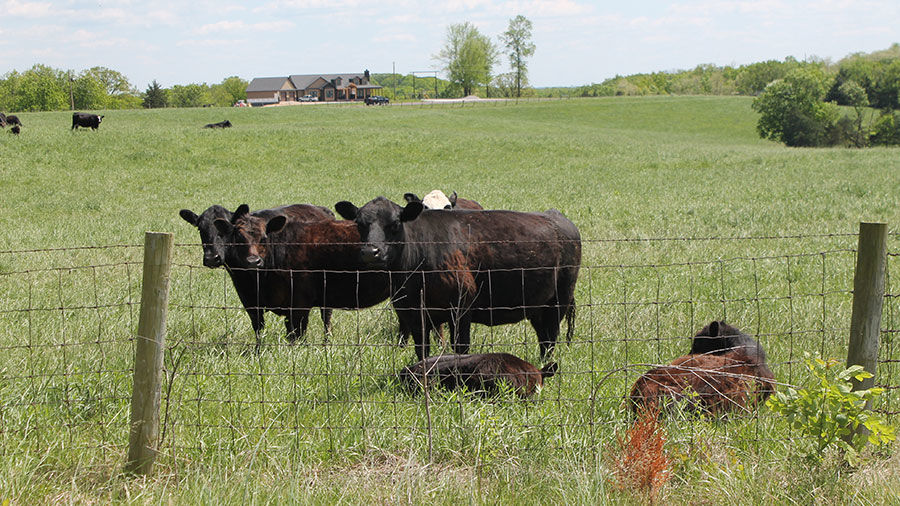 Cattle in pasture