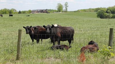 Cattle in pasture