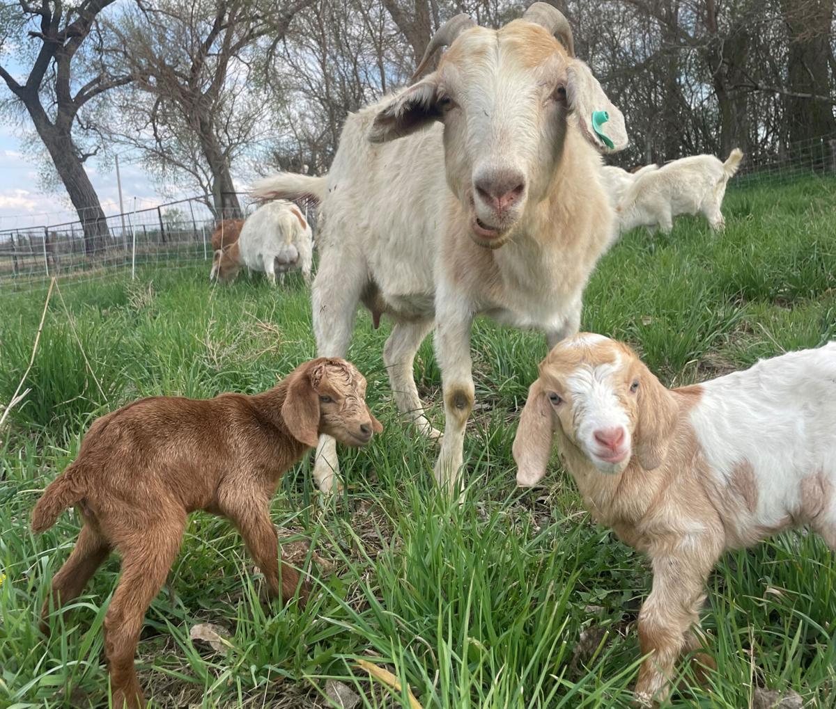 CW Burggraff goats.jpg