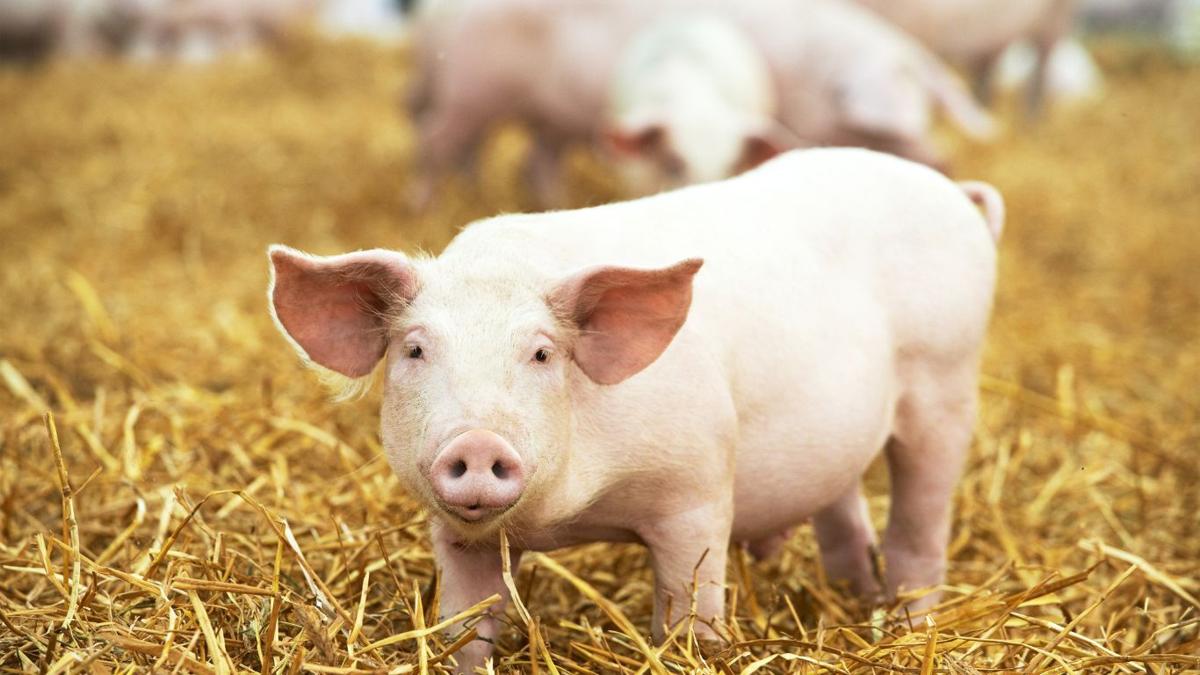Successful pig farrowing starts at gestation
