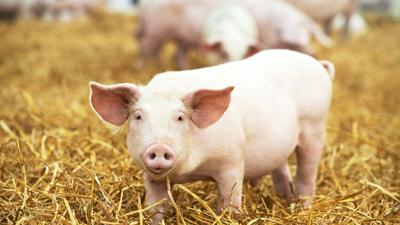 Successful pig farrowing starts at gestation