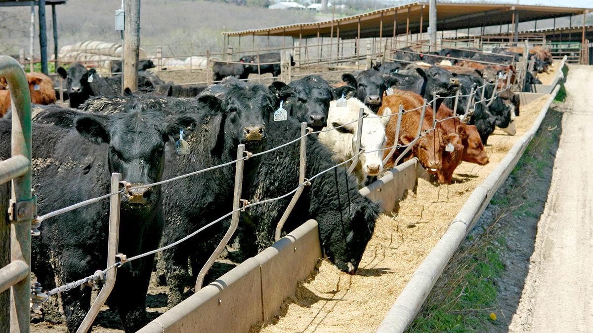 Feedlot
