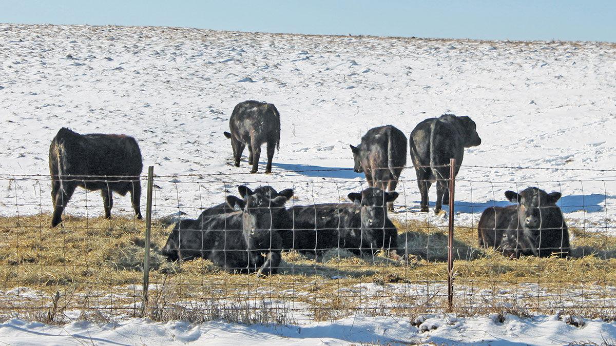 Cattle in winter