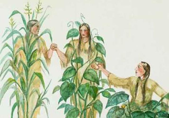 Three sisters planting