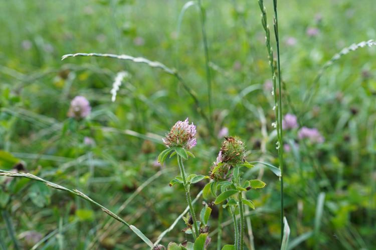 Red clover