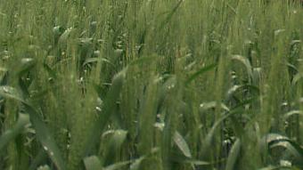 Wheat