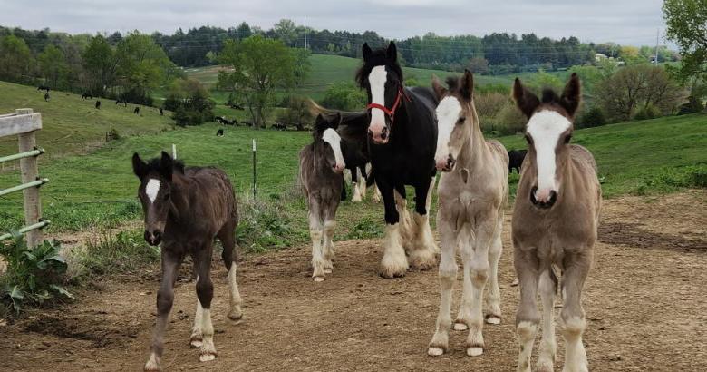 7 meanest gang on the farm.jpg