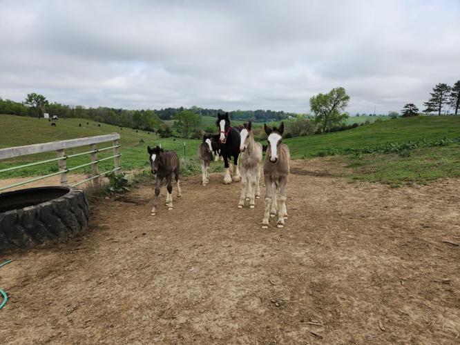 7 meanest gang on the farm.jpg