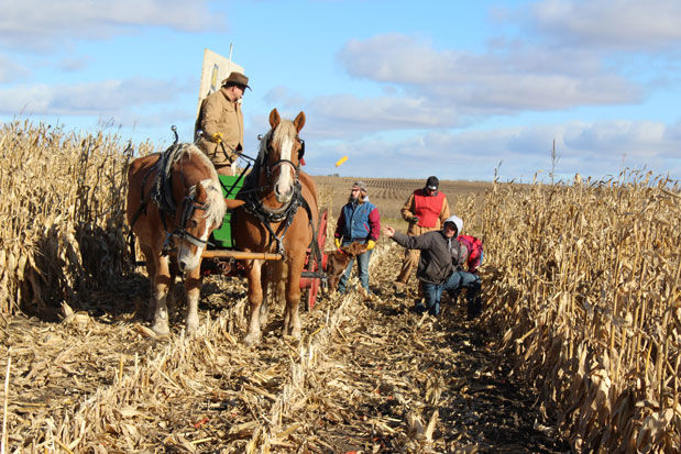 Corn picking Logan