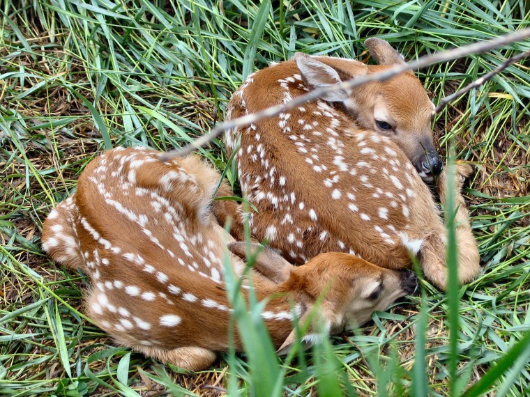 Born wild: Animal babies best left in nature