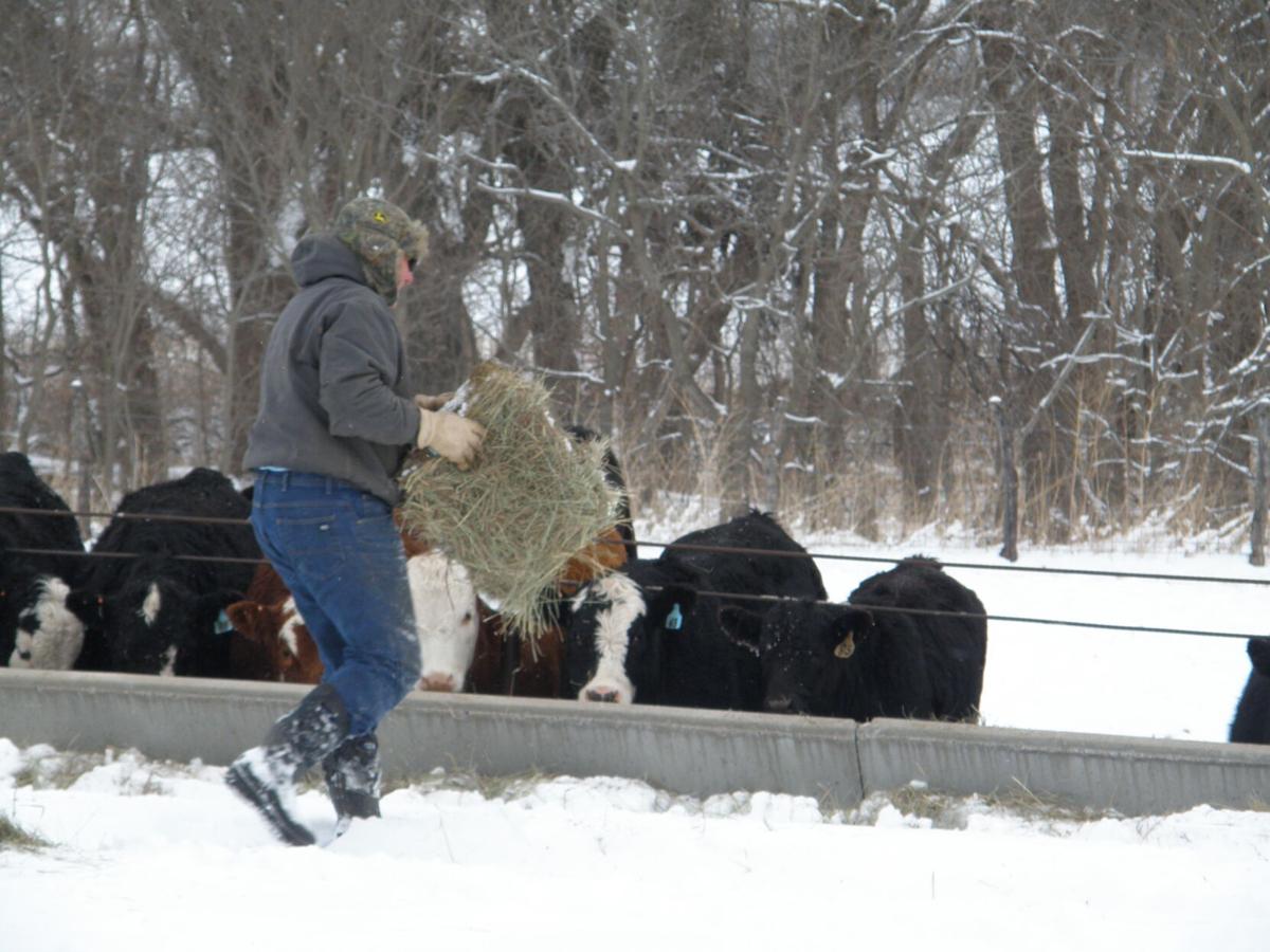 Snowy cattle feeding