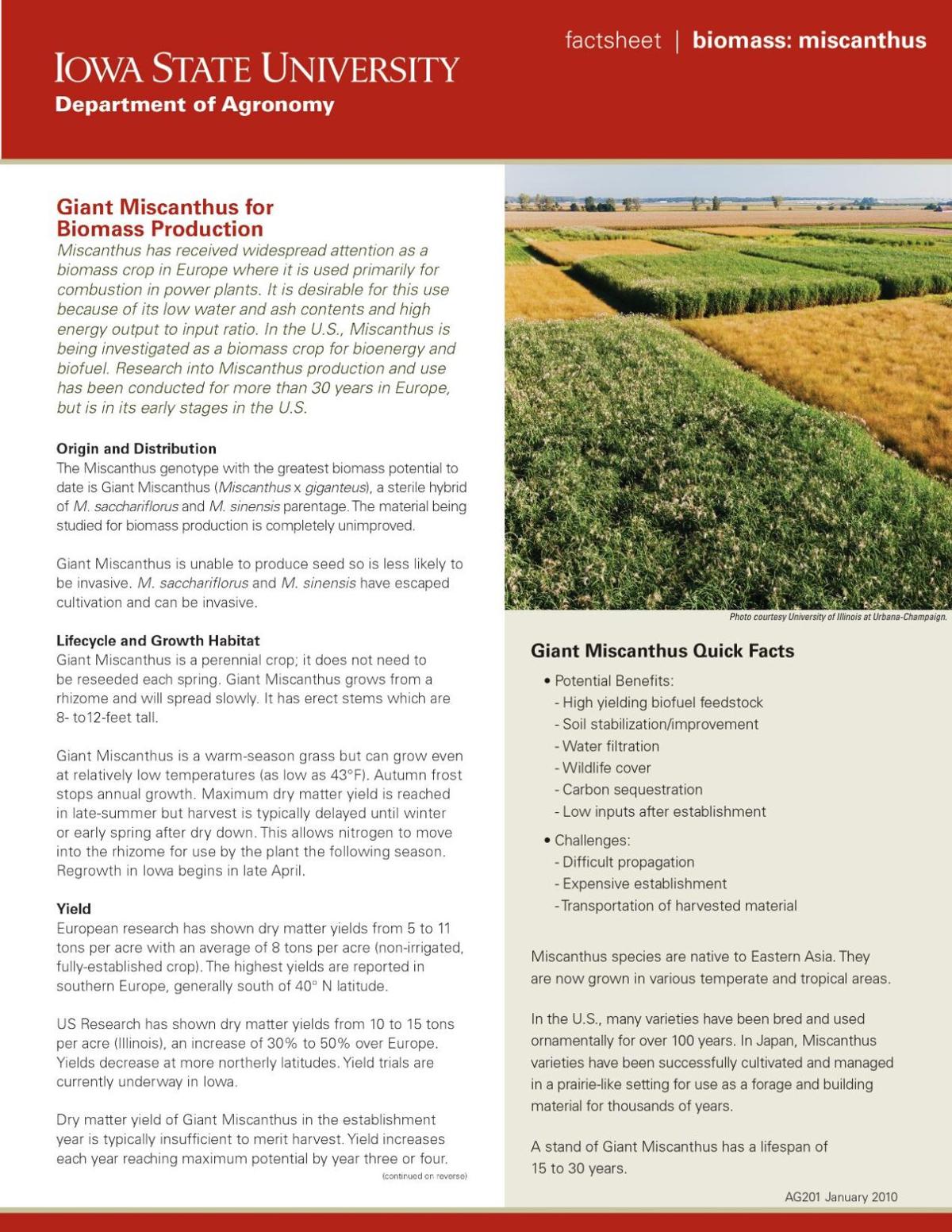 Miscanthus facts part 1