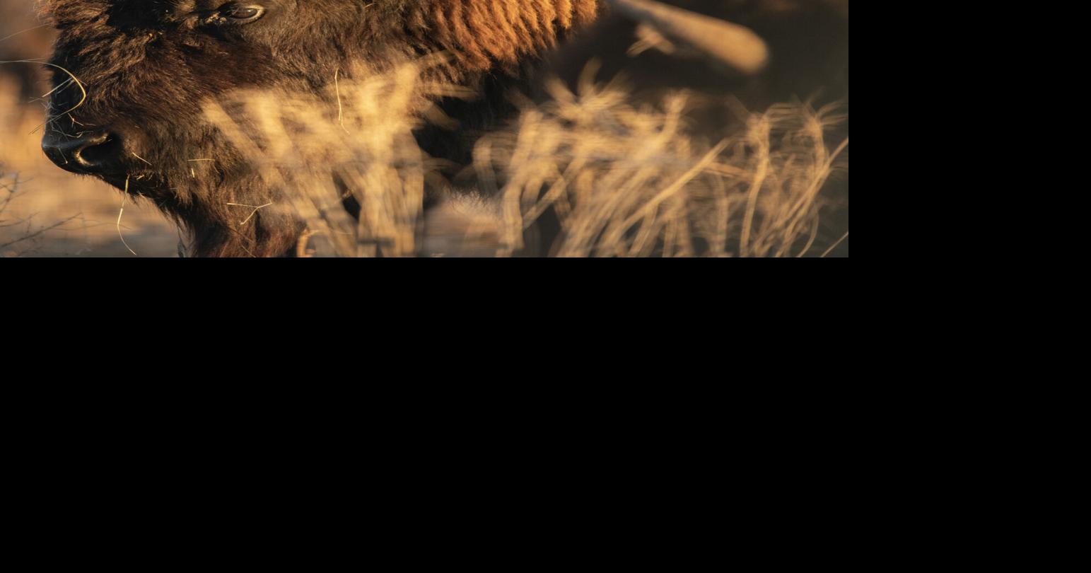 Rosebud Sioux Tribe builds bison herd to regenerate land, health, spirit