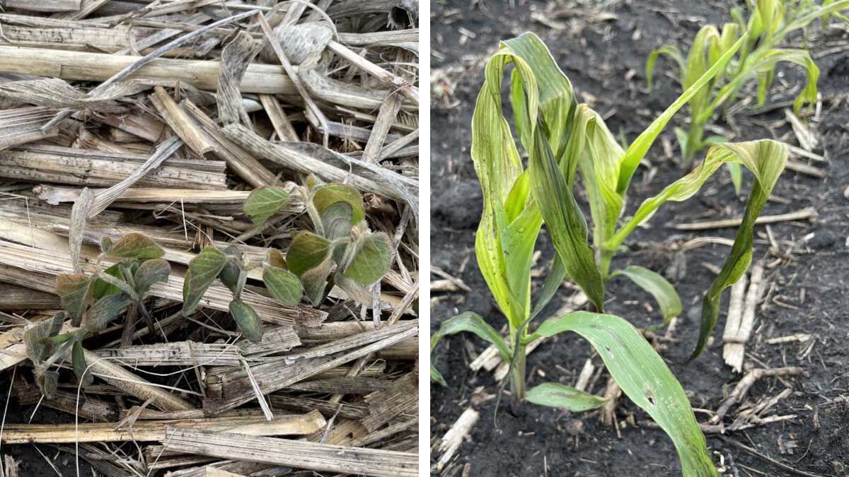 Frost damage corn and beans