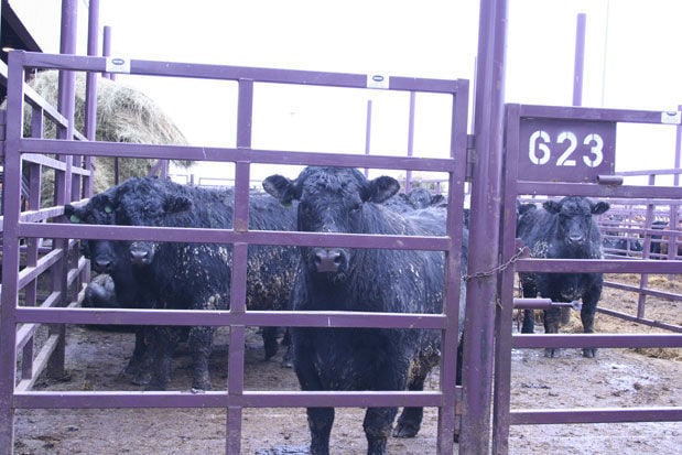 Cattle sale
