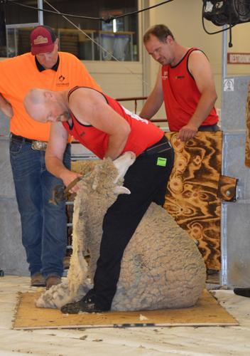 Sheep shearing industry 4.JPG