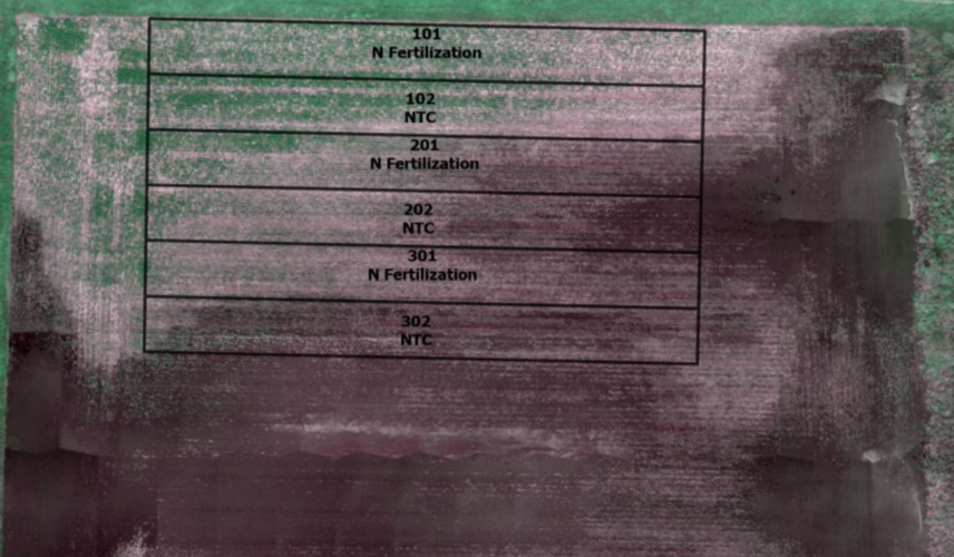 Orthomosaic 1