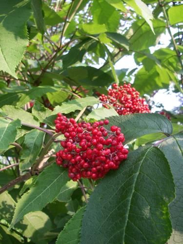 Elderberries