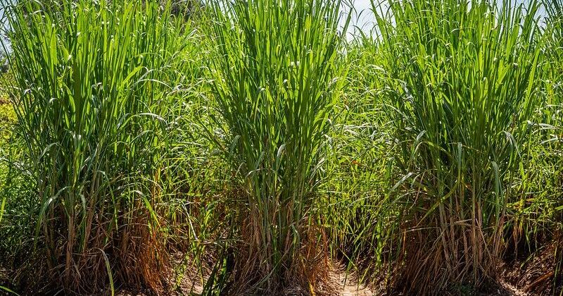 Sugarcane