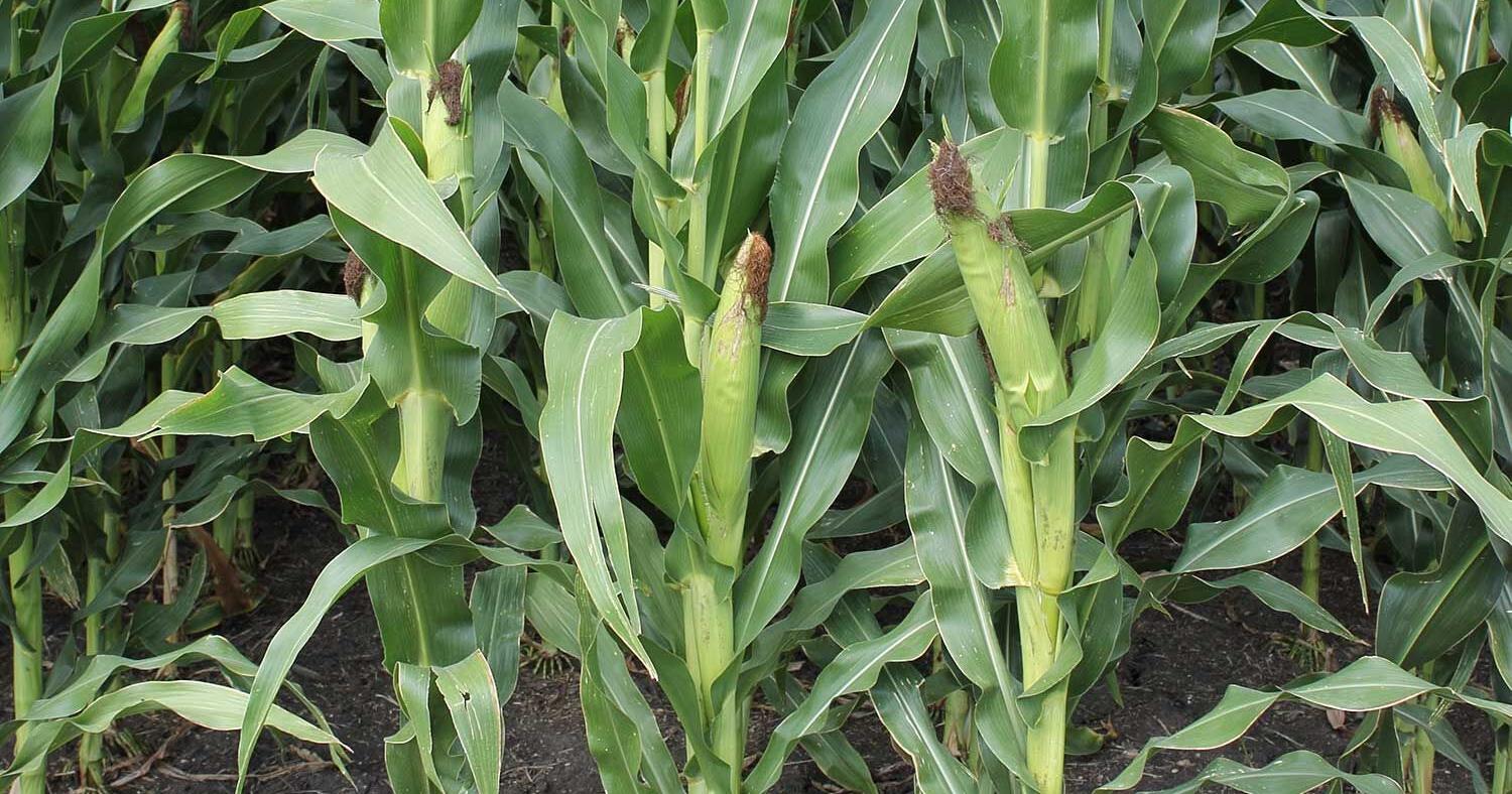 Genetics play role in this year's surprising yields - Vimarsana News